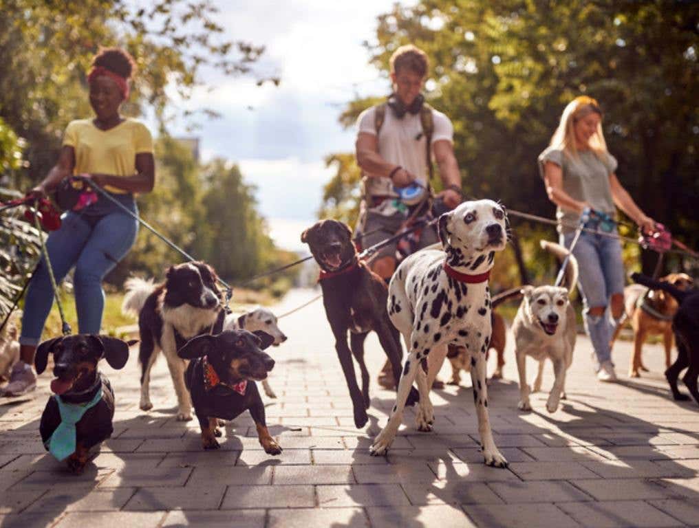 Close up of a group of dogs in the park led by dog walkers. Pets, walkers, service