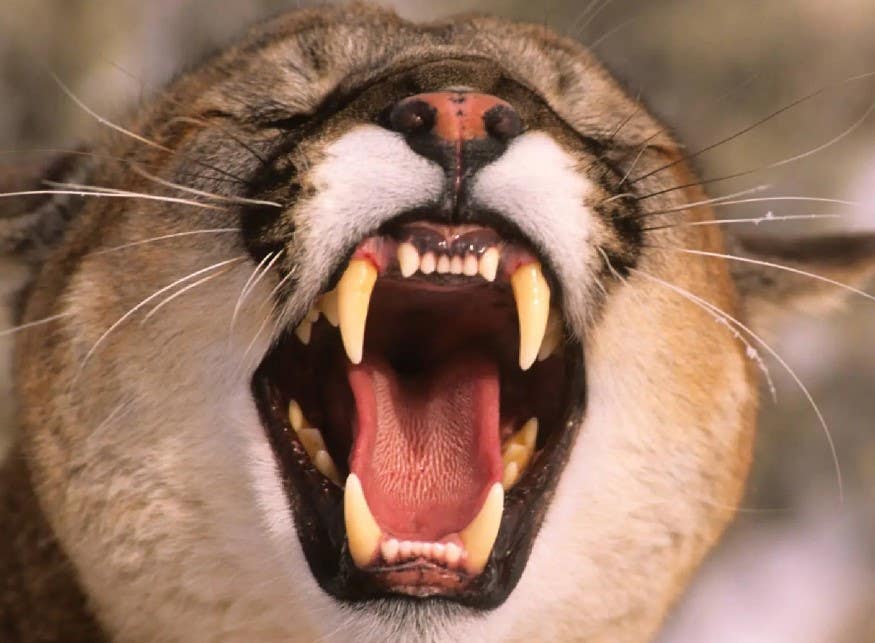 A mountain lion showing its teeth