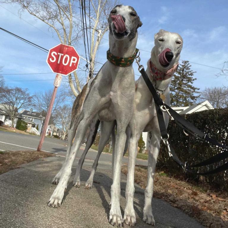 two greyhounds in front of a stop sign; they are both licking their snouts